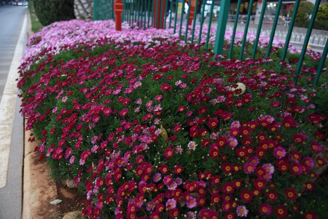 有一种叫云南的生活|云南的“宝藏绿化带”里可不只有迷迭香!