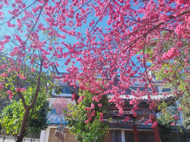 有一种叫云南的生活|云南的“宝藏绿化带”里可不只有迷迭香!