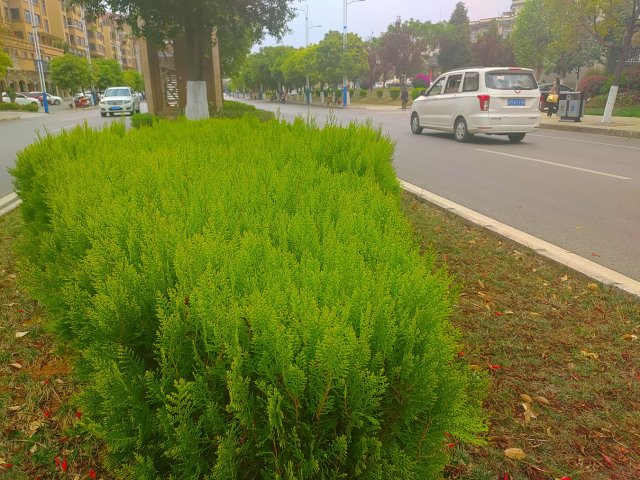 有一种叫云南的生活｜云南的“宝藏绿化带”里可不只有迷迭香！