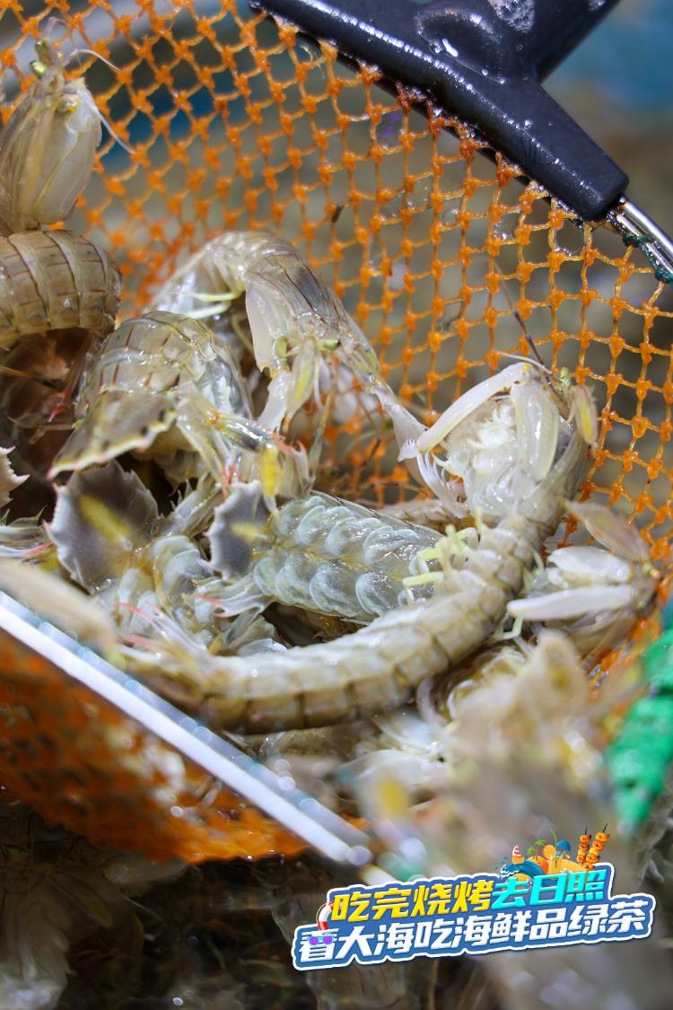 吃完烧烤来日照｜海鲜篇：春味正好，日照“虾婆”透肥！震鲜！