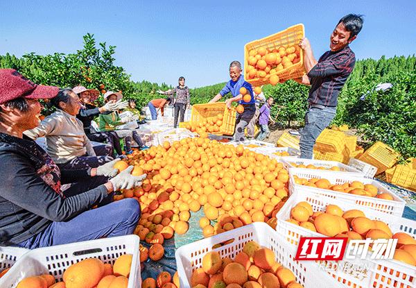 持续抓好农业强县,持续打造农业强县