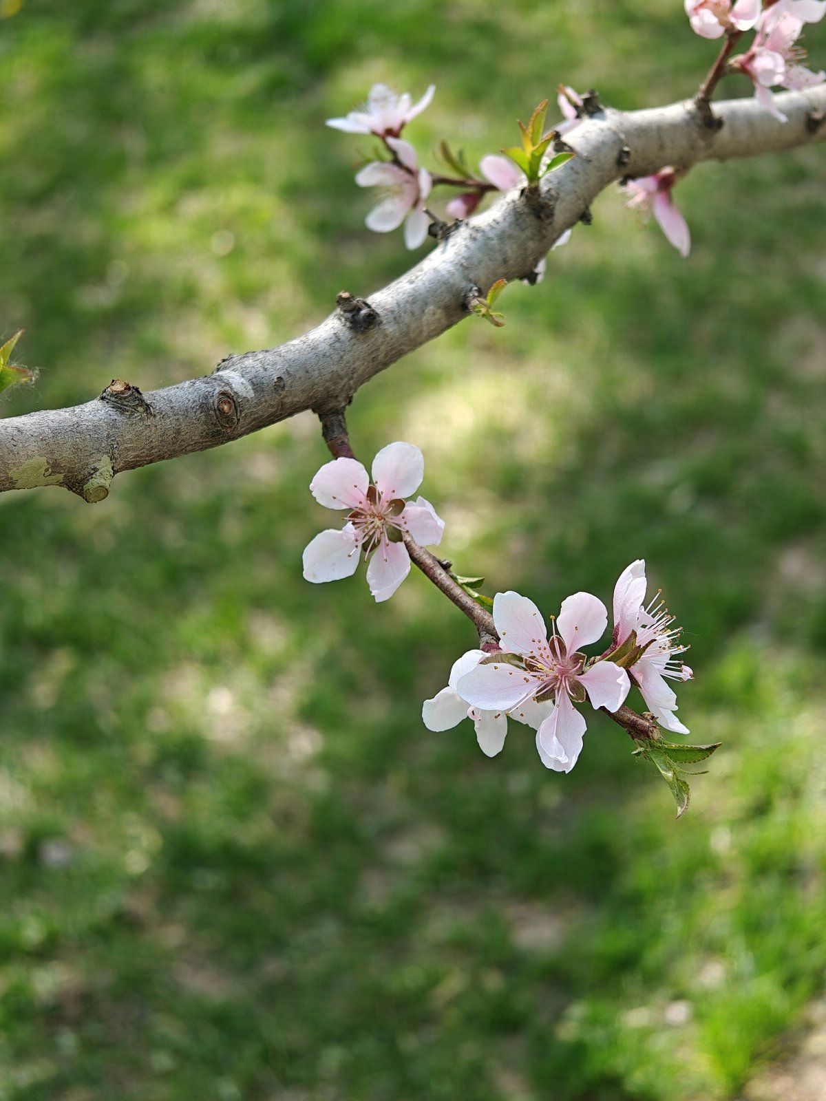 oppofindx6pro,oppofindx6pro鐪熷疄浣撻獙鎷嶇収