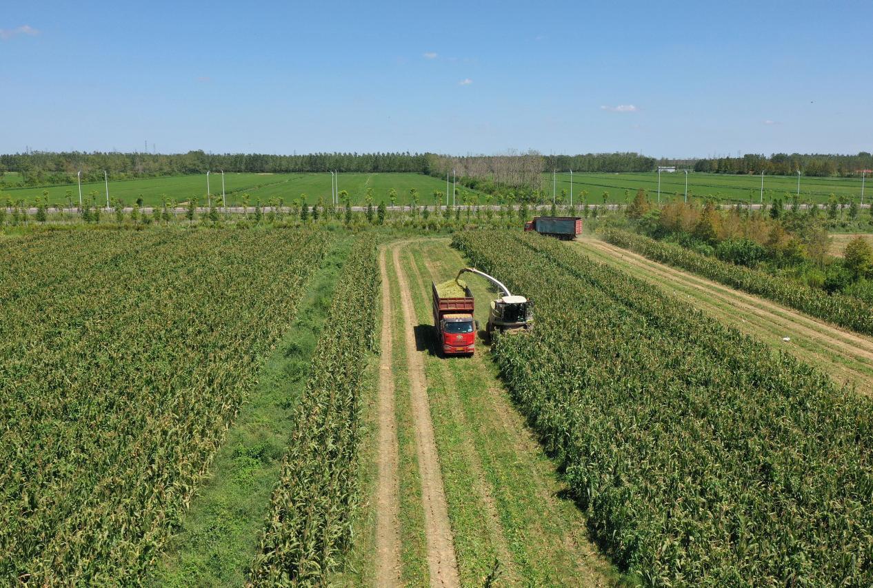 长三角一体化对农业高质量发展,长三角一体化农业