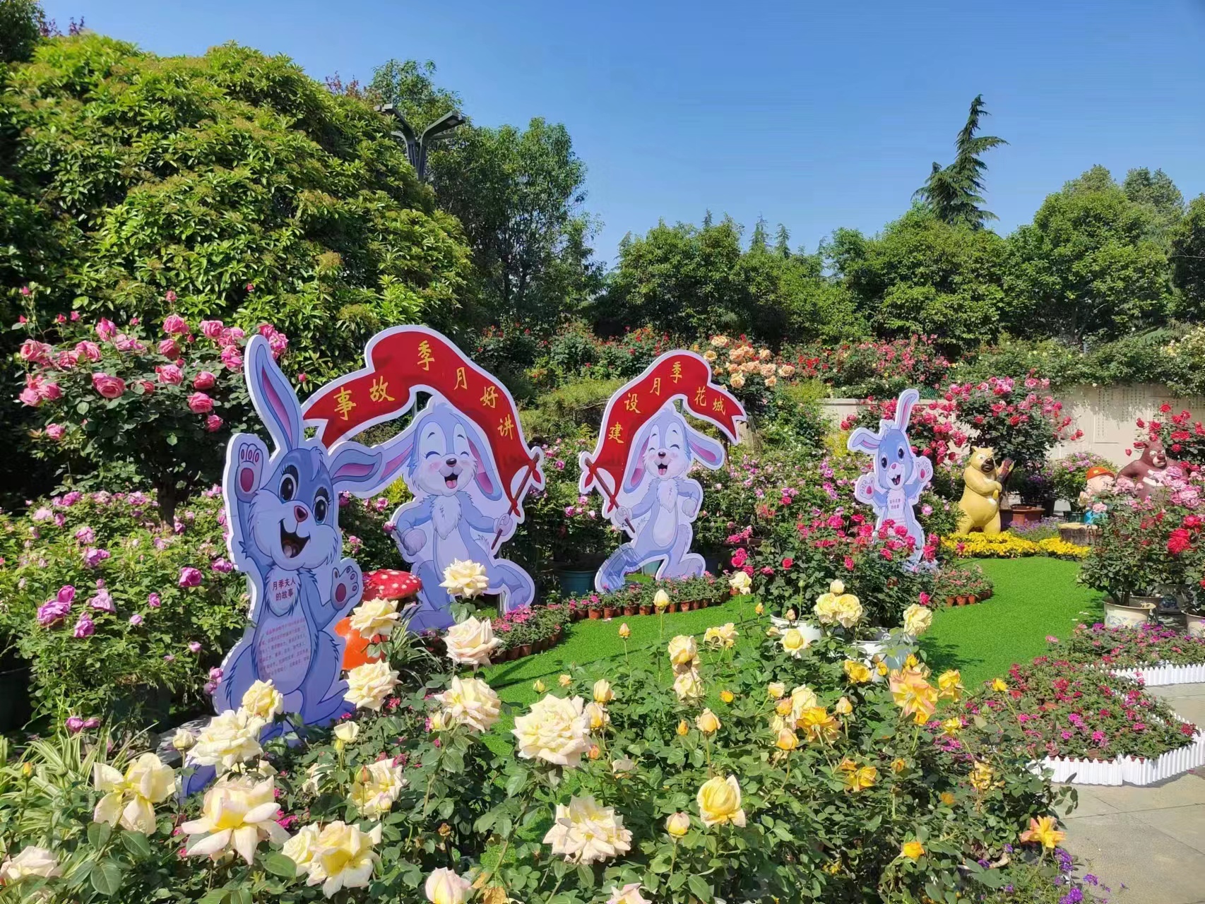 带你赏最美的月季公园,漫步京城邂逅初夏的月季花海