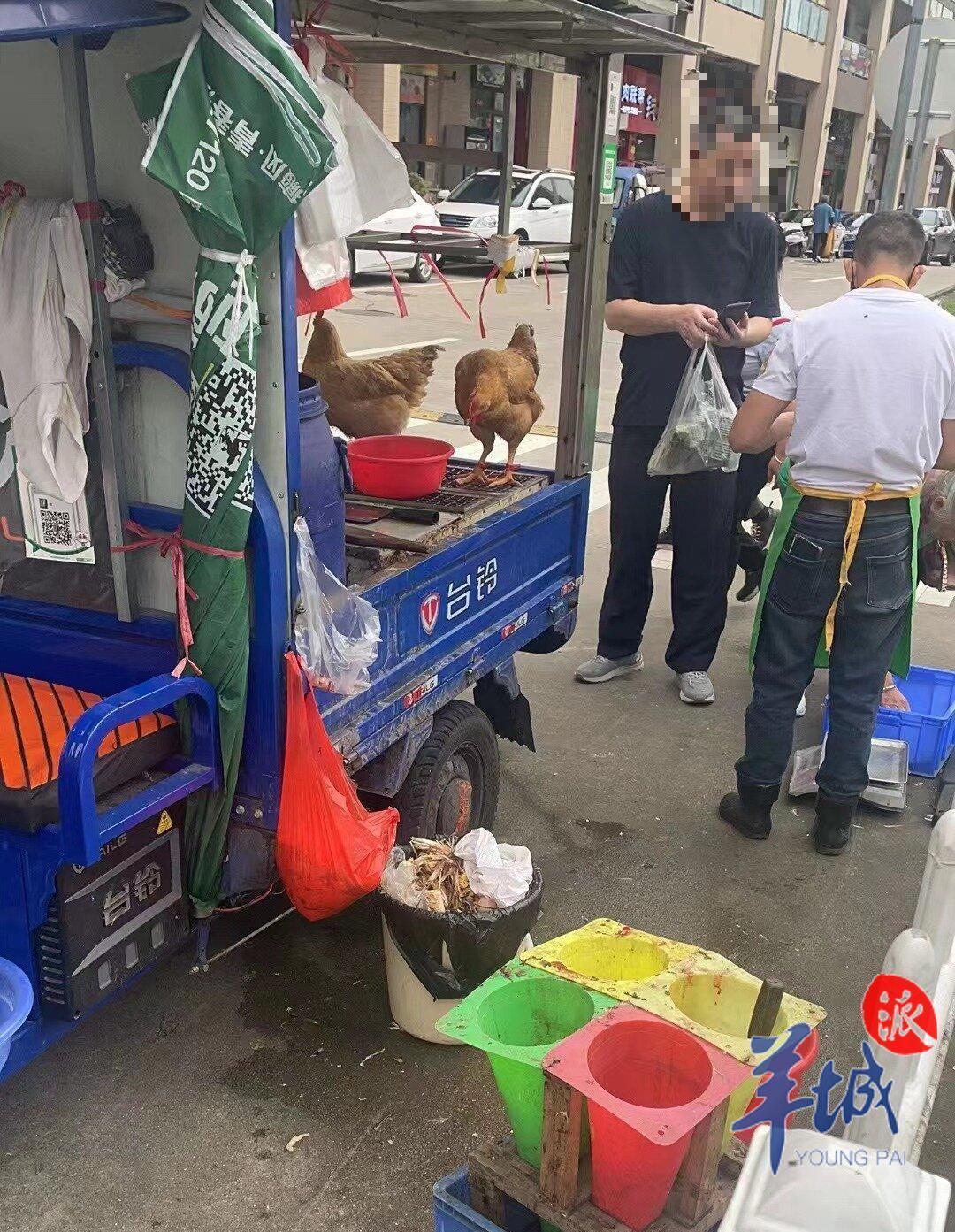 毛鸡最近消息,肉鸡毛鸡市场最新信息