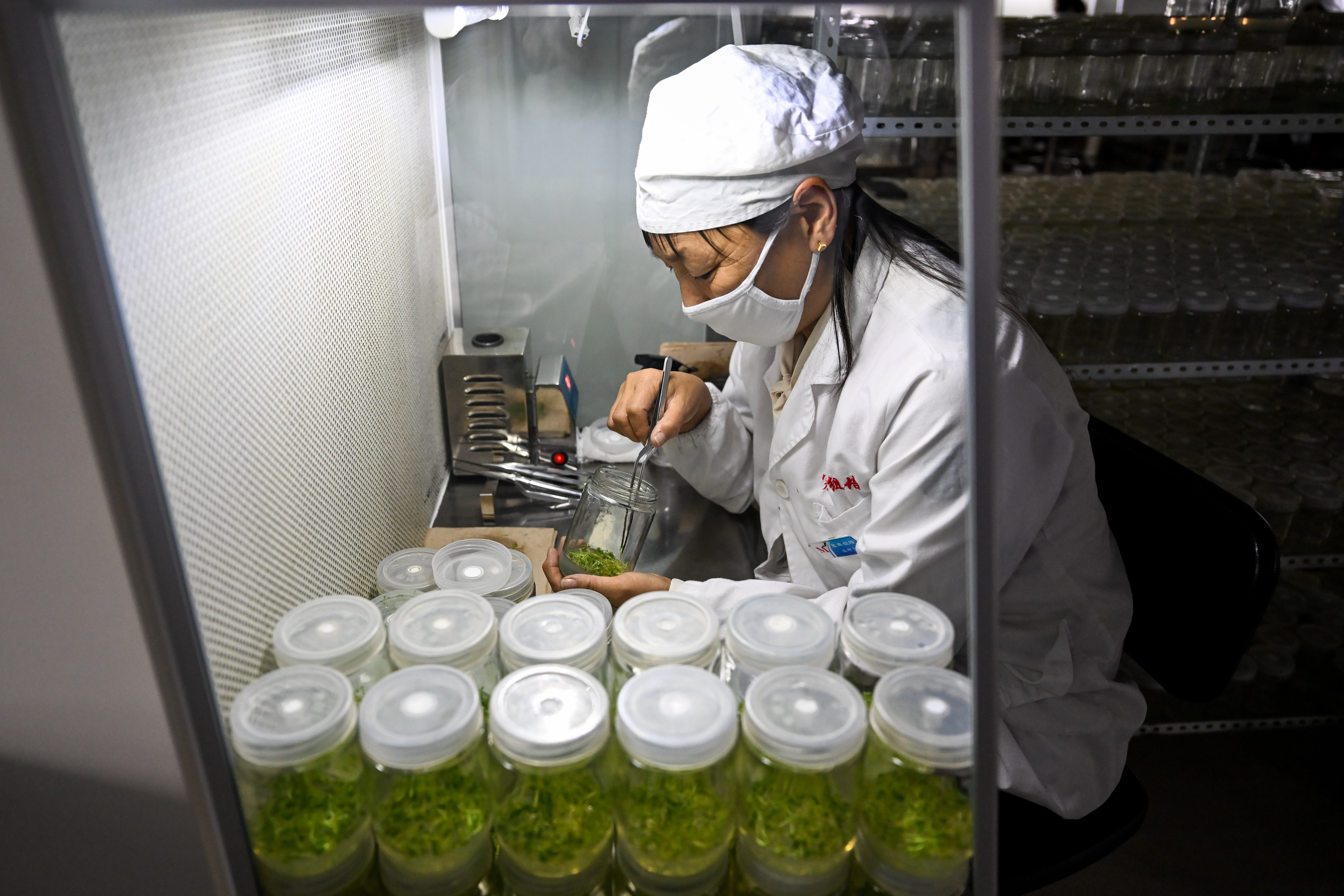 马铃薯脱毒苗生产的主要环节,试述马铃薯脱毒苗生产的主要环节