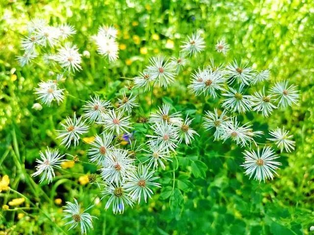 在京北第一天路看遍坝上美景,坝上草原最美天路