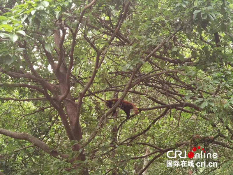 四川哪些景点最值得去旅游,到四川旅游看什么景点