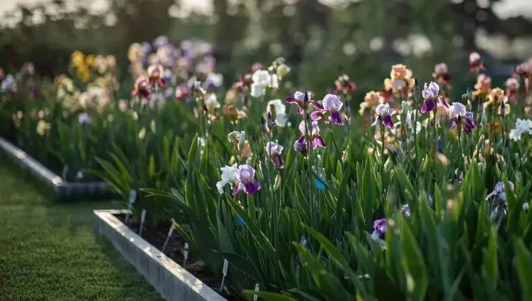 不同品种的鸢尾花怎么区分,鸢尾花品种及图片大全欣赏