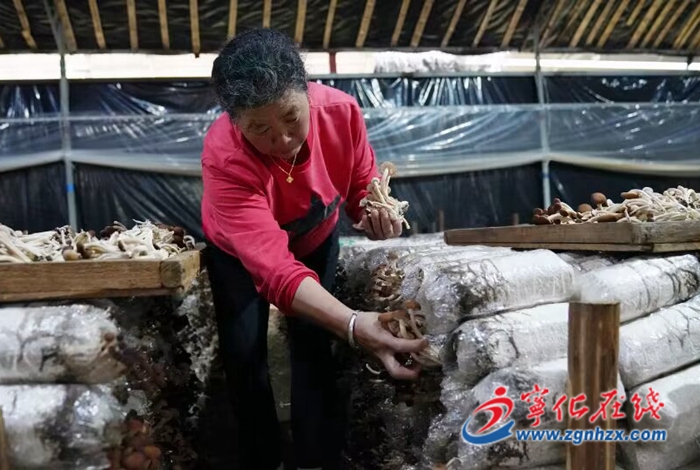 福建武平小菌菇撑起致富伞,宁化野茶树菇