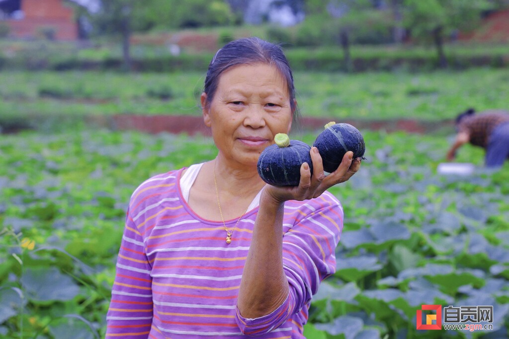 贝贝南瓜扶贫户,贝贝南瓜惠民农场
