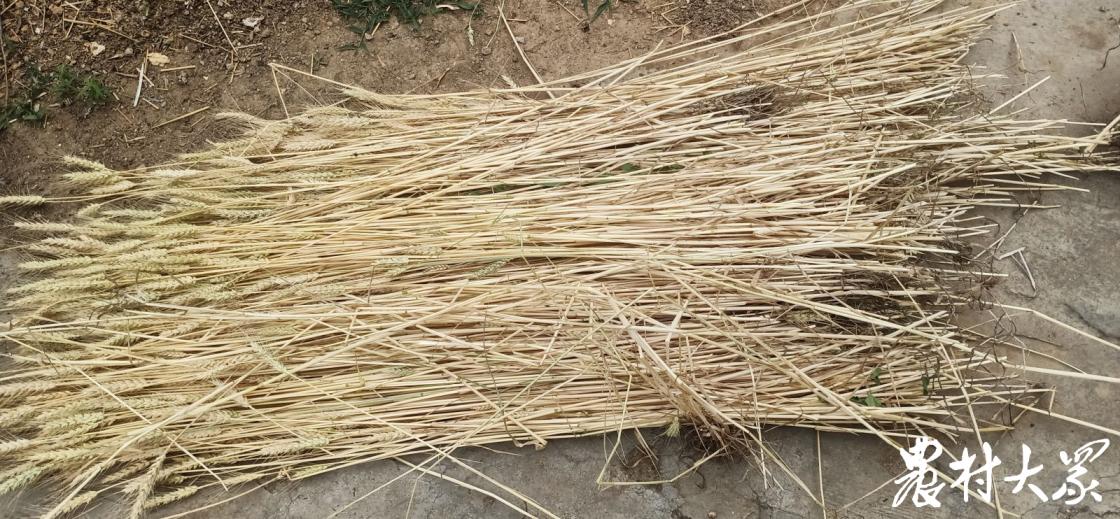 非遗麦秆扇,非遗飘漆折扇