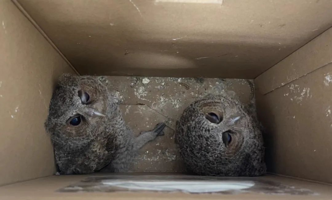 一周内救助多只国家级保护动物,宝兴警方救助一只可爱的野生动物