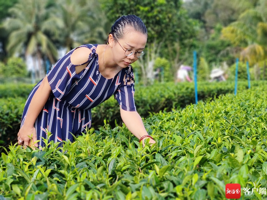我和我的自贸港·收入|返乡新农人陈英樱：家庭作坊“炒”出致富“金叶子”