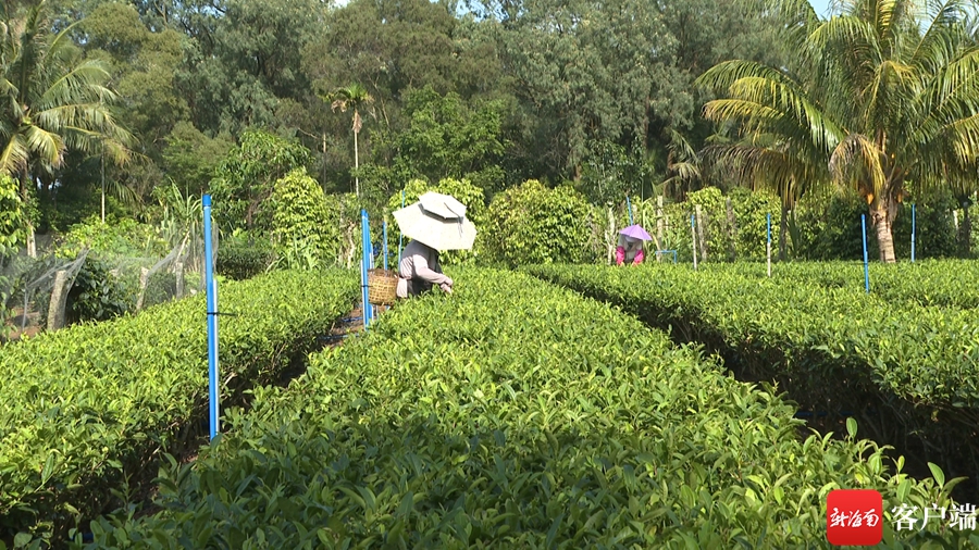 我和我的自贸港·收入|返乡新农人陈英樱:家庭作坊“炒”出致富“金叶子”