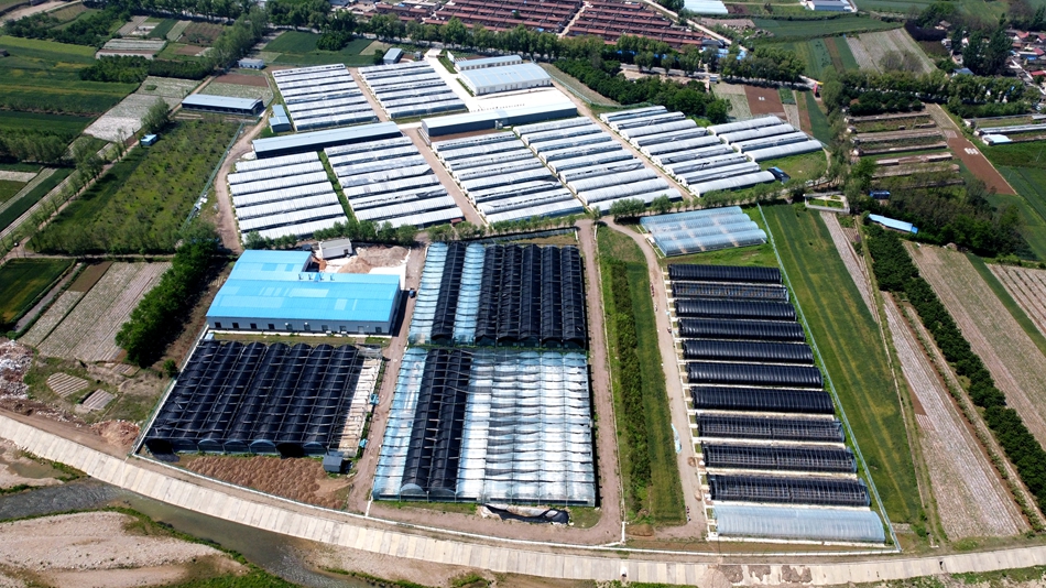 清水食用菌产业,清水县食用菌产业