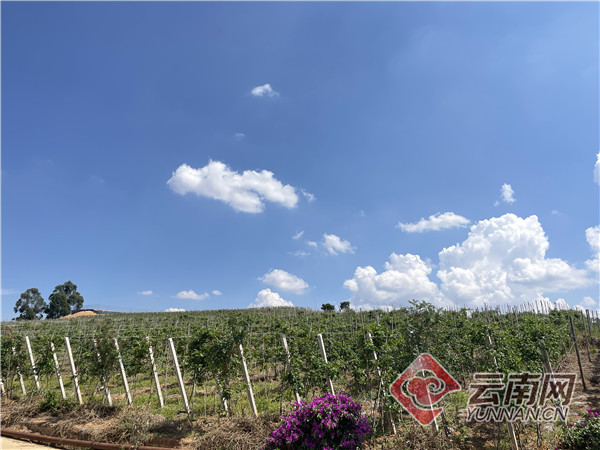 团结兴边看文山｜一颗酸果子的“甜蜜”致富经