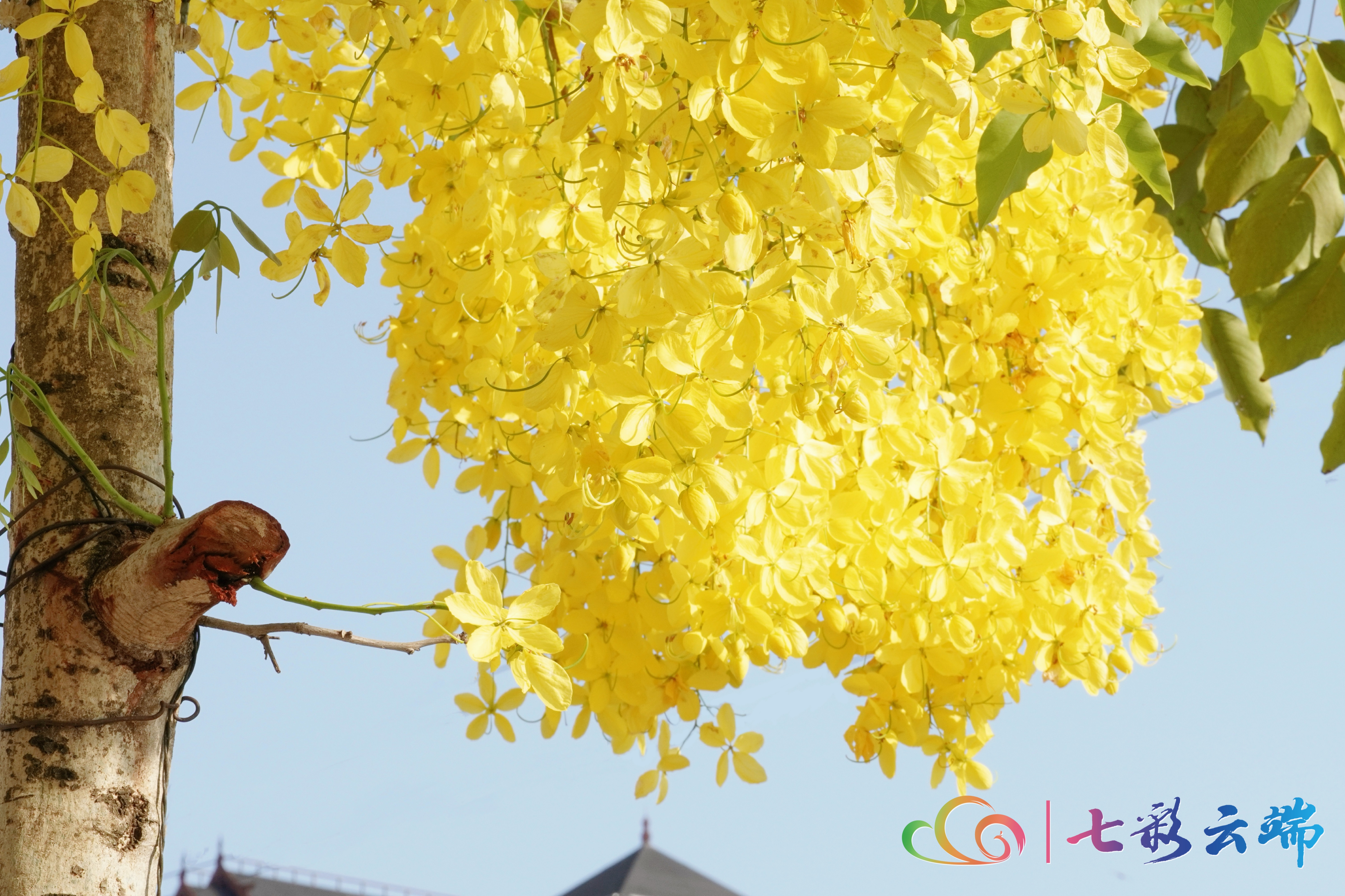 金链花视频,金莲花在街头绚丽绽放