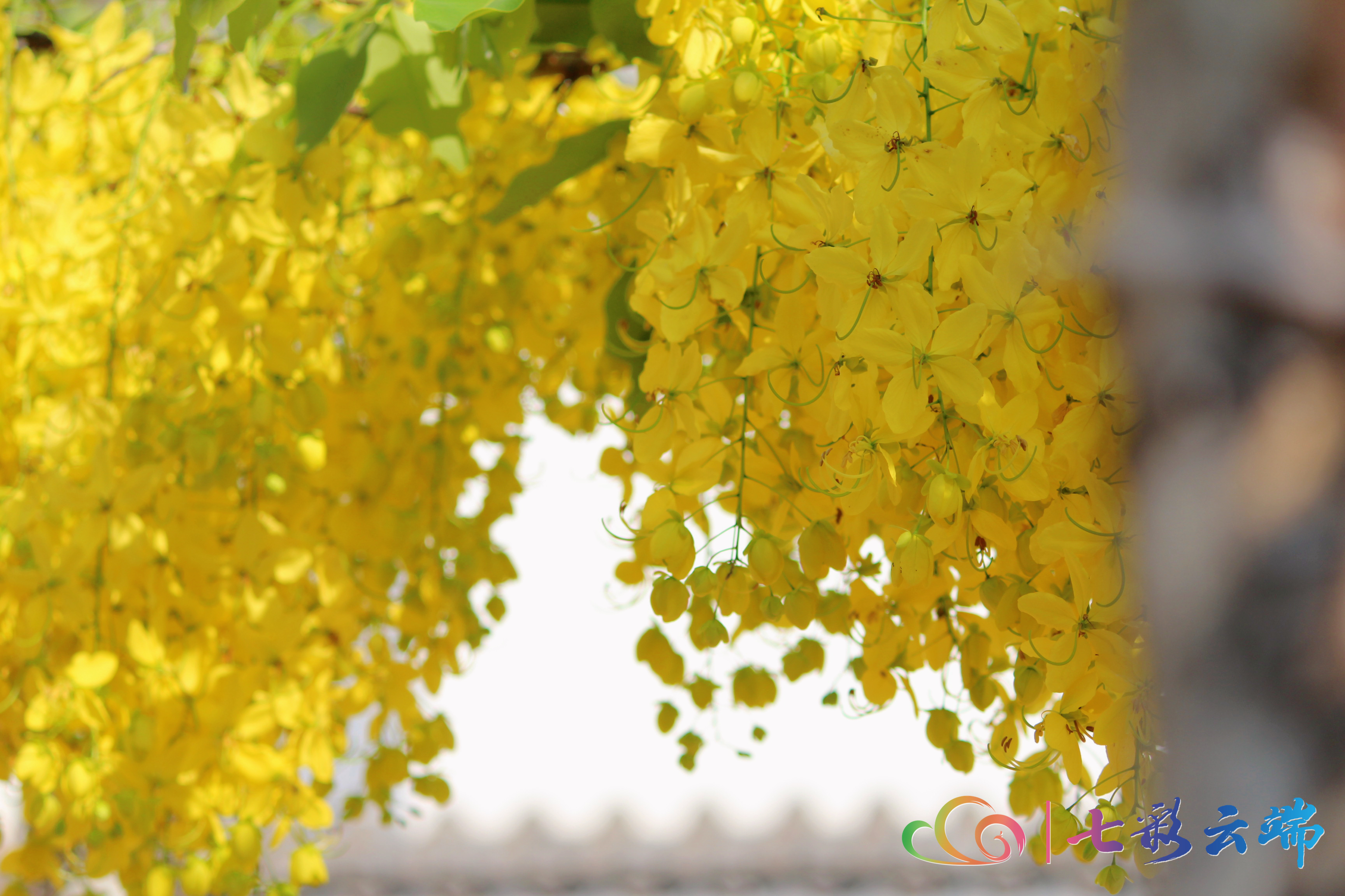 金链花视频,金莲花在街头绚丽绽放