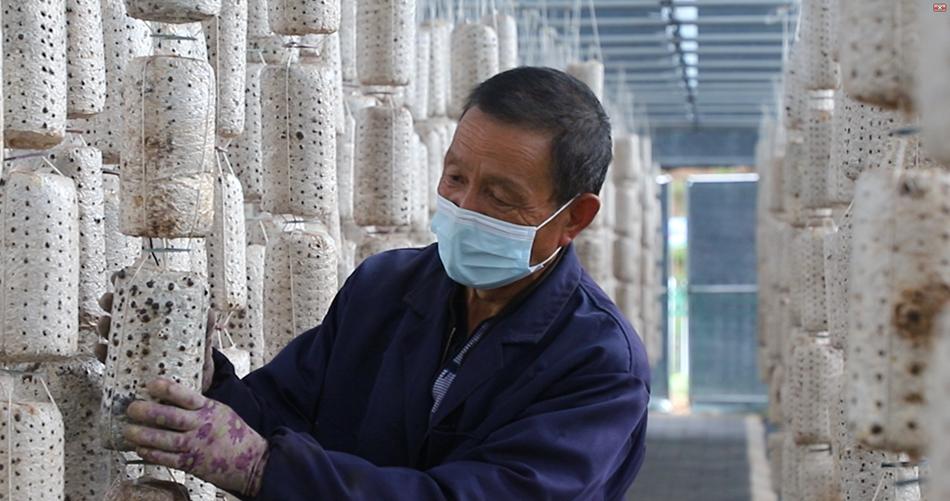 东山镇发展特色产业助贫困户增收,清水县乡村振兴