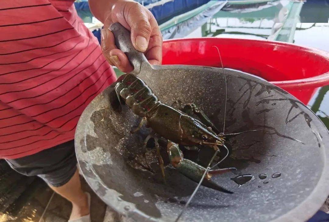 养殖虾赚钱的最佳方法,养殖淡水虾一亩地能赚多少钱