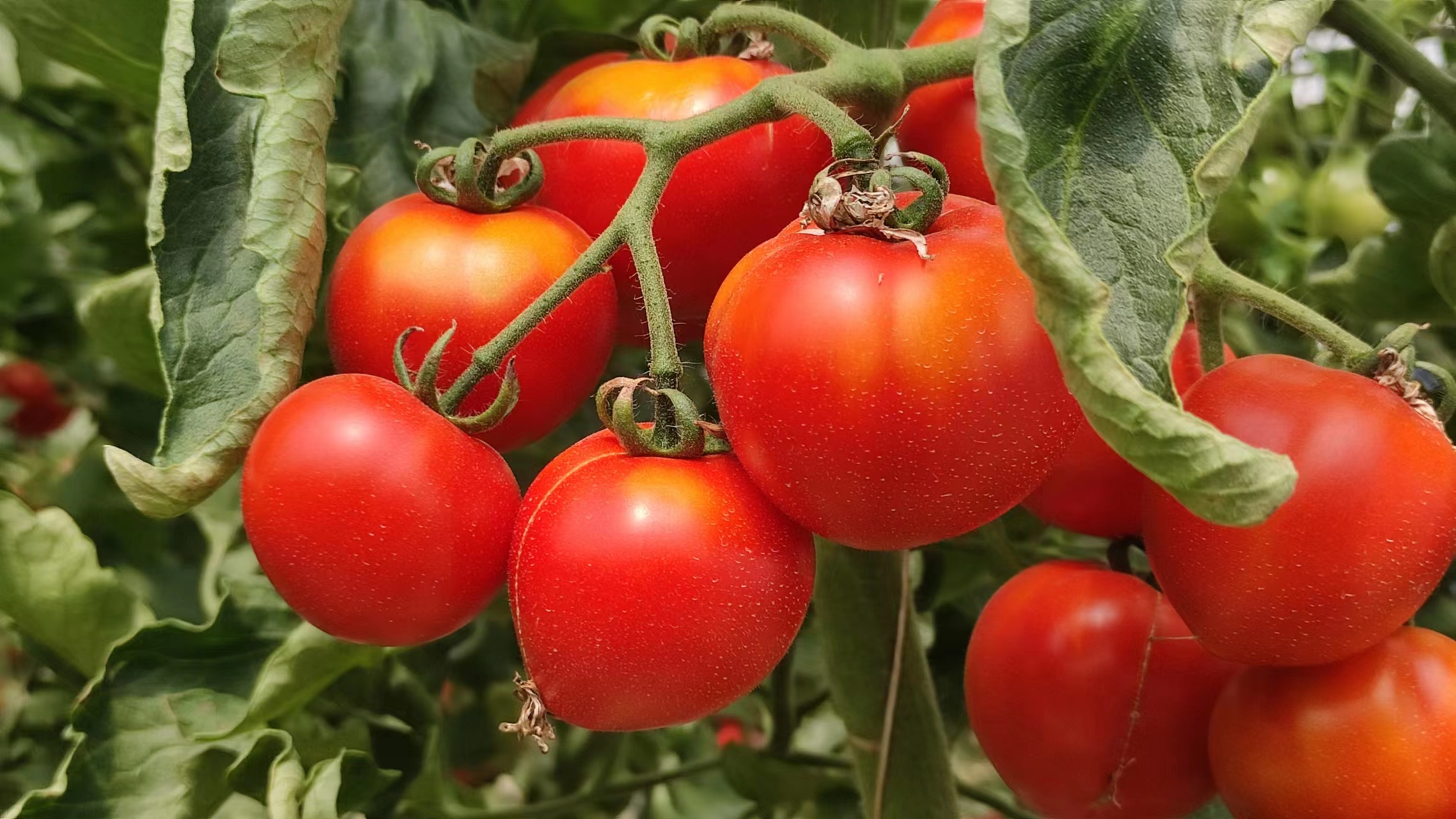 金陵黛玉樱桃品种介绍,金陵林黛玉