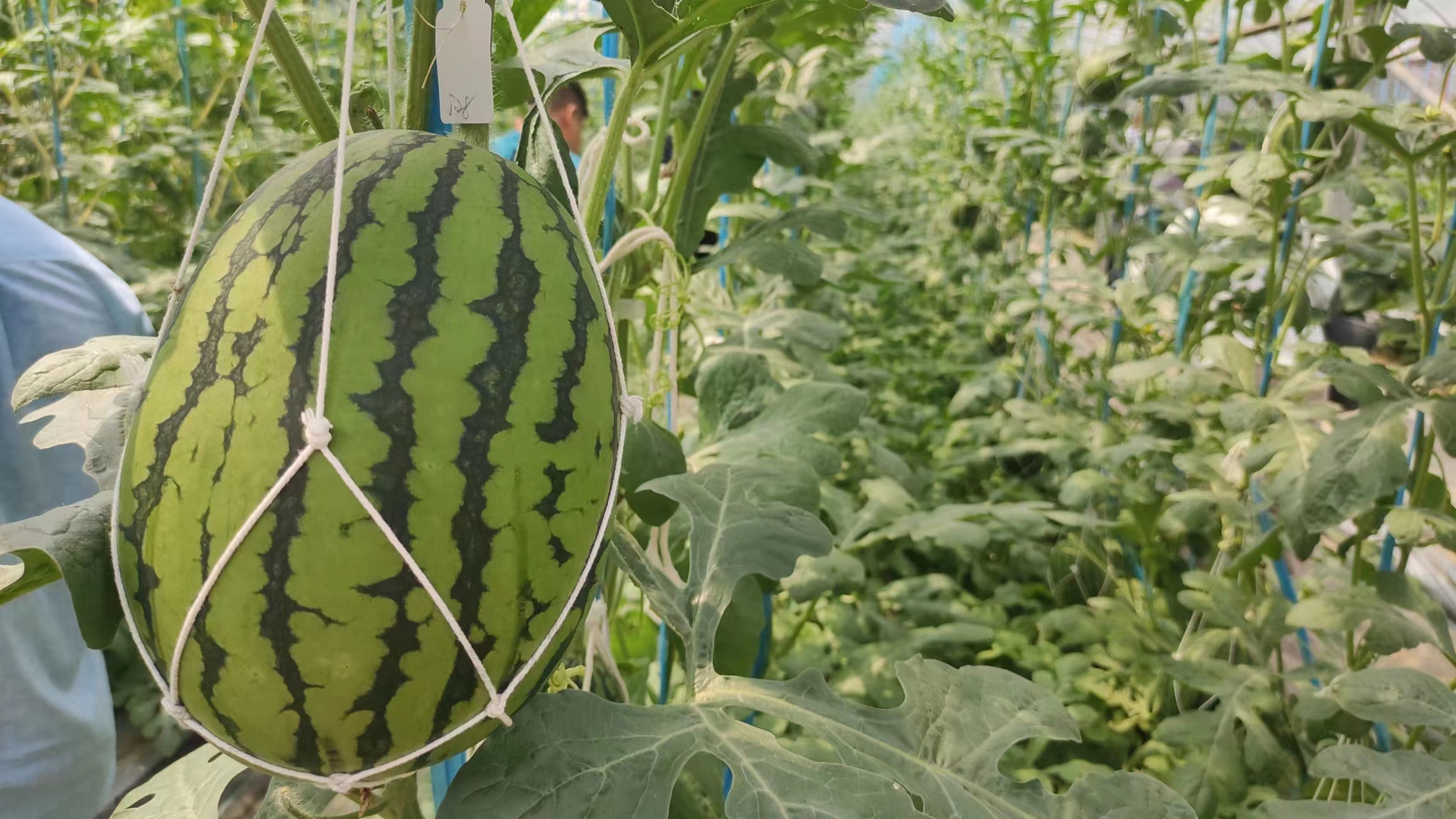 金陵黛玉樱桃品种介绍,金陵林黛玉