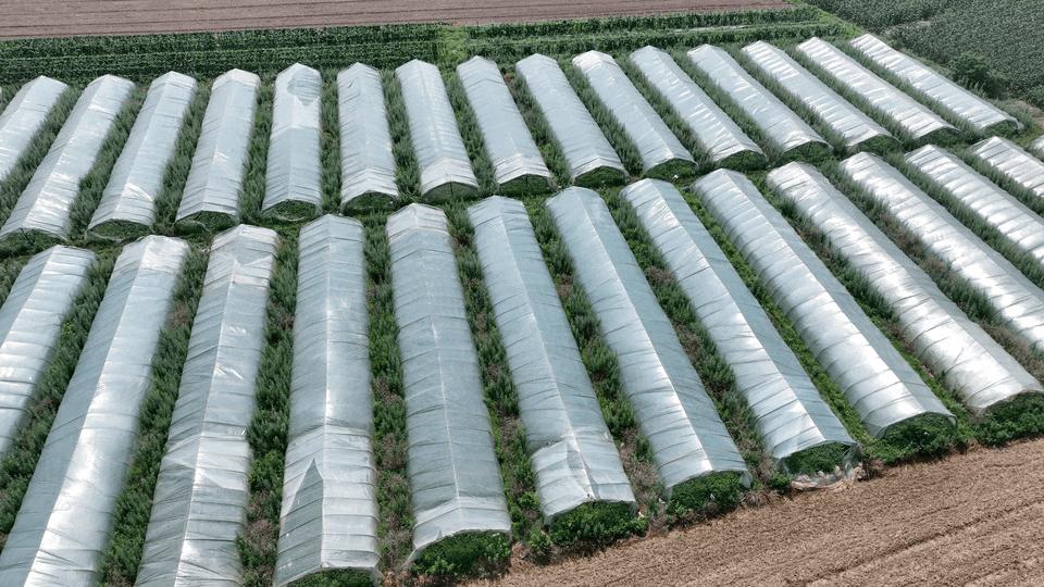 华容区*团蒲**乡，瓜瓜甜到冒泡