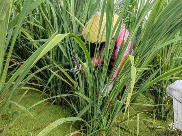 腾冲猴桥上街社区：茭白“茭”出致富经