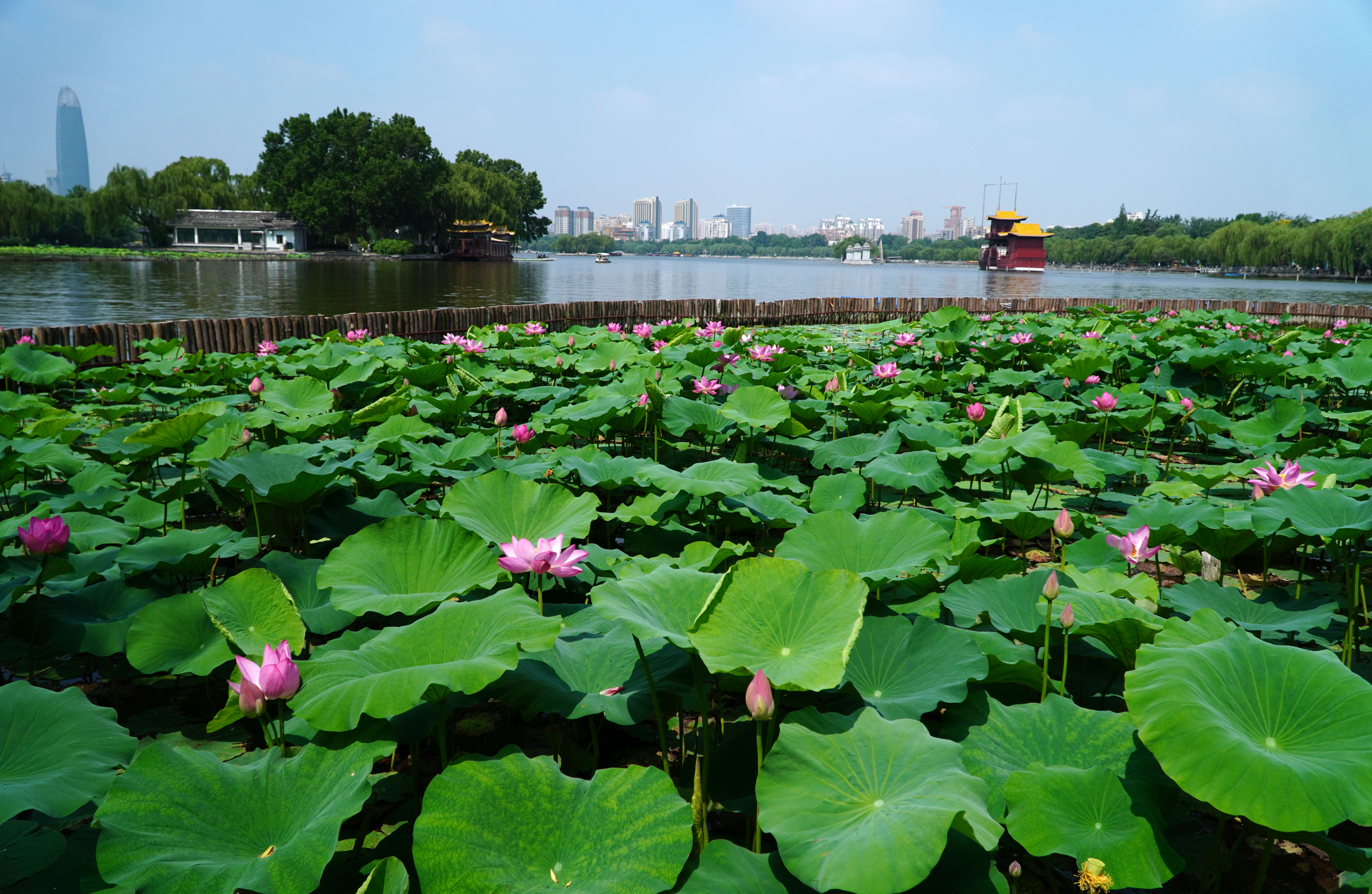 秋天济南大明湖还有荷花吗,济南大明湖荷花什么时候看最好