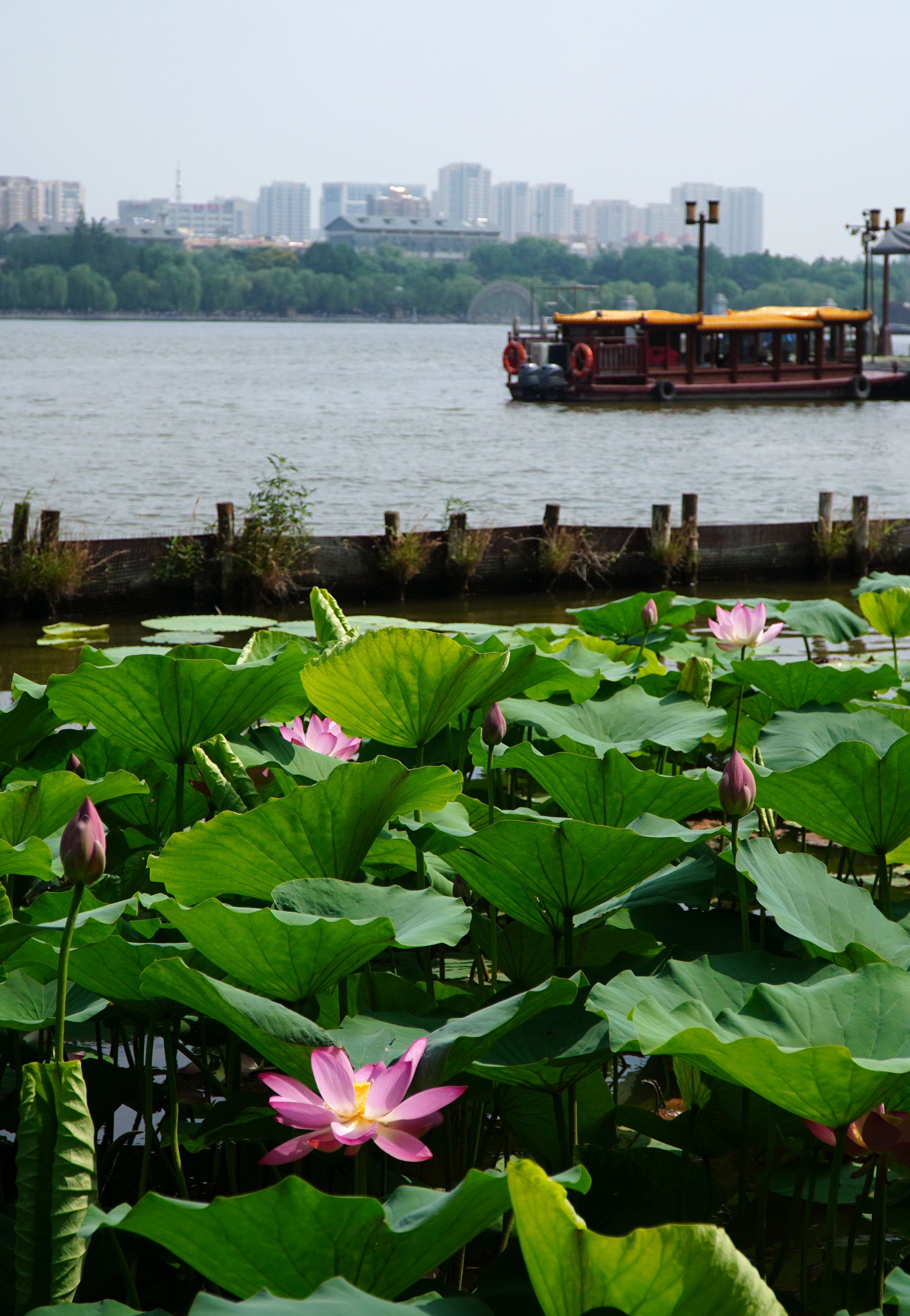 秋天济南大明湖还有荷花吗,济南大明湖荷花什么时候看最好