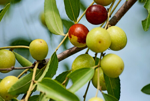 水果店老板不会告诉你挑水果,30年老果商教你怎么挑水果最好吃