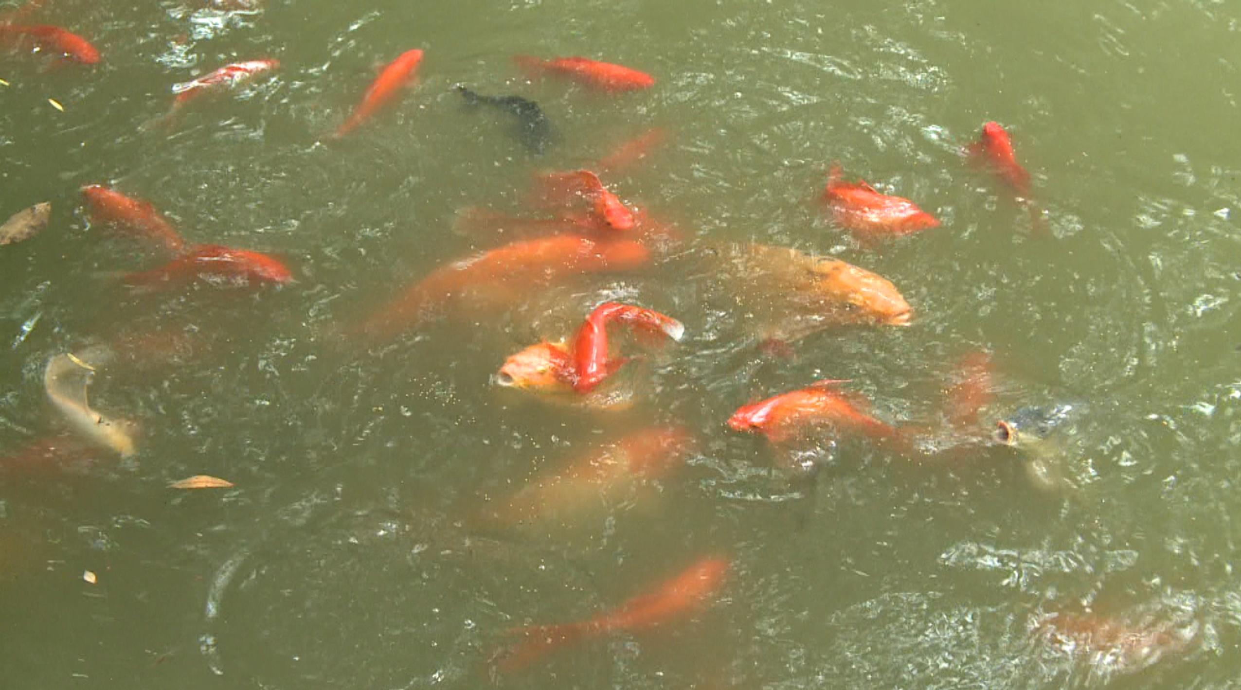 鱼跃水面有什么征兆,鱼跃水面是什么征兆