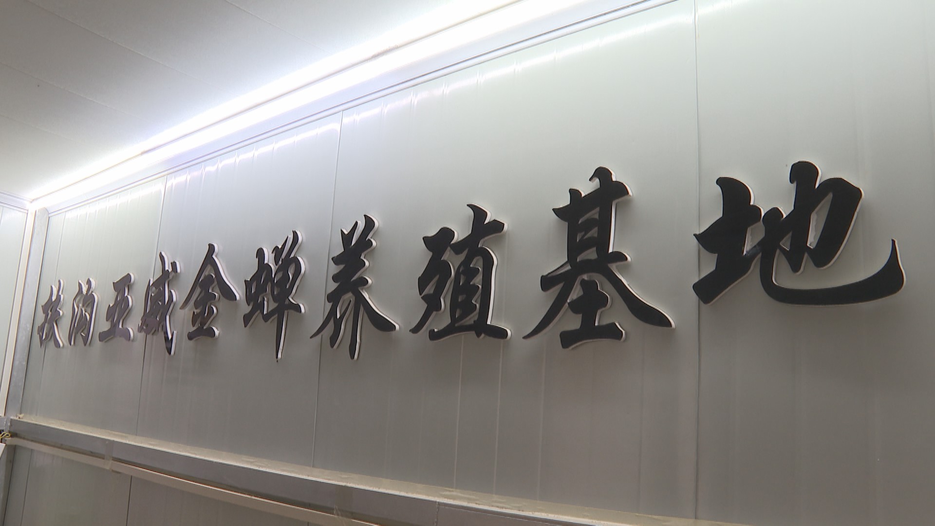 养殖金蝉一亩地投资多少钱合适,扶沟亚伟金蝉养殖基地