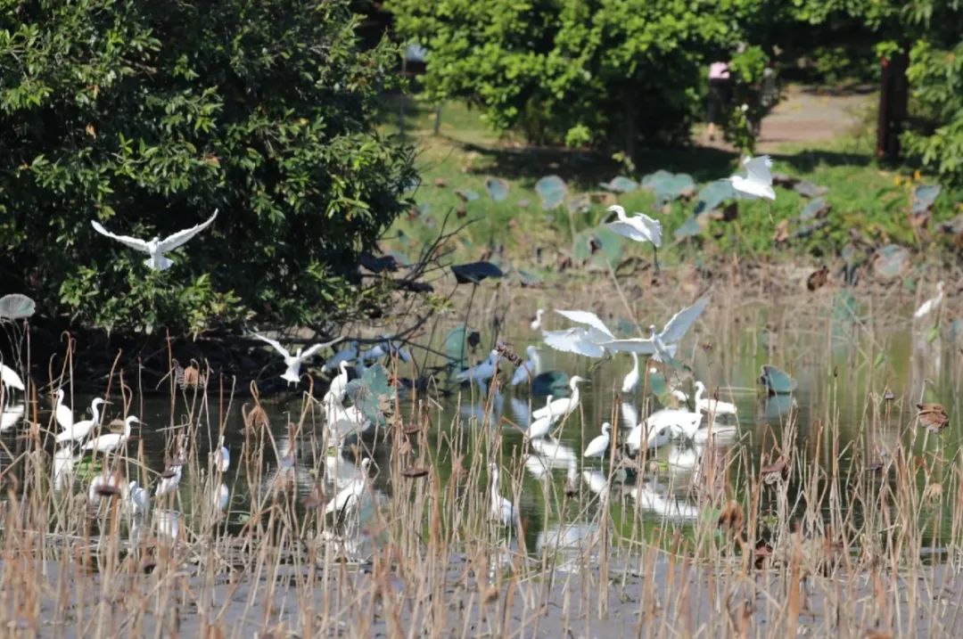 东莞暑期旅游推荐,东莞半日游最佳景点