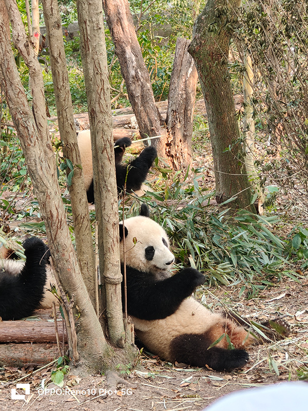成都夏季周边适合一日游的地方,成都小长假旅游攻略