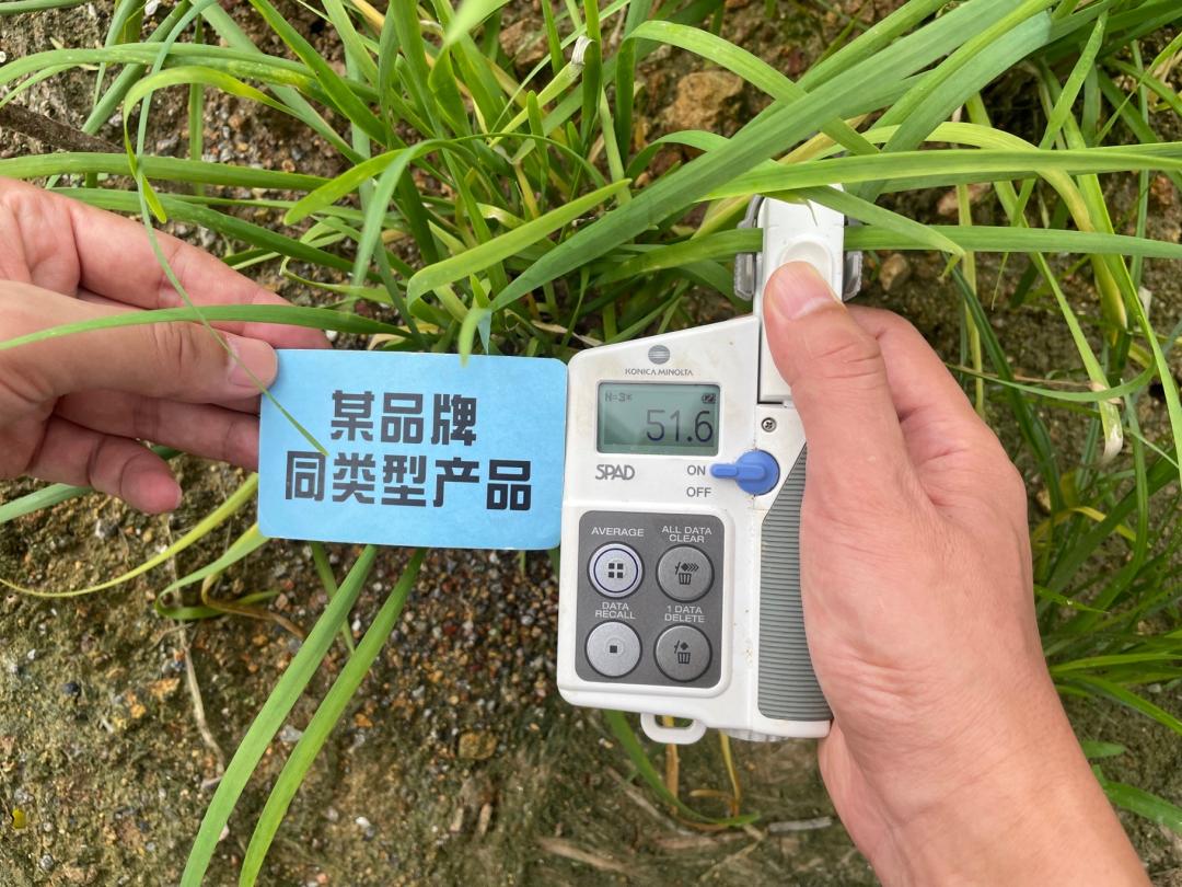 韭菜施什么肥料叶片大而肥厚,芭田肥料上大蒜的效果