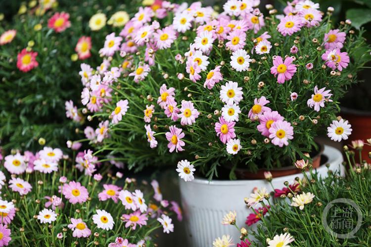 春暖花开春意浓花卉市场人气旺,花卉市场春意浓姹紫嫣红迎新年