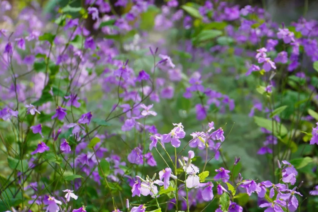 上海莫奈花园风景,莫奈花园清新甜美仙气浪漫