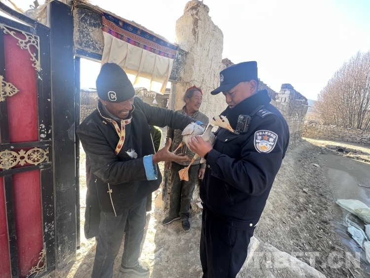 *藏西**白朗县警民合力解救受伤斑头雁