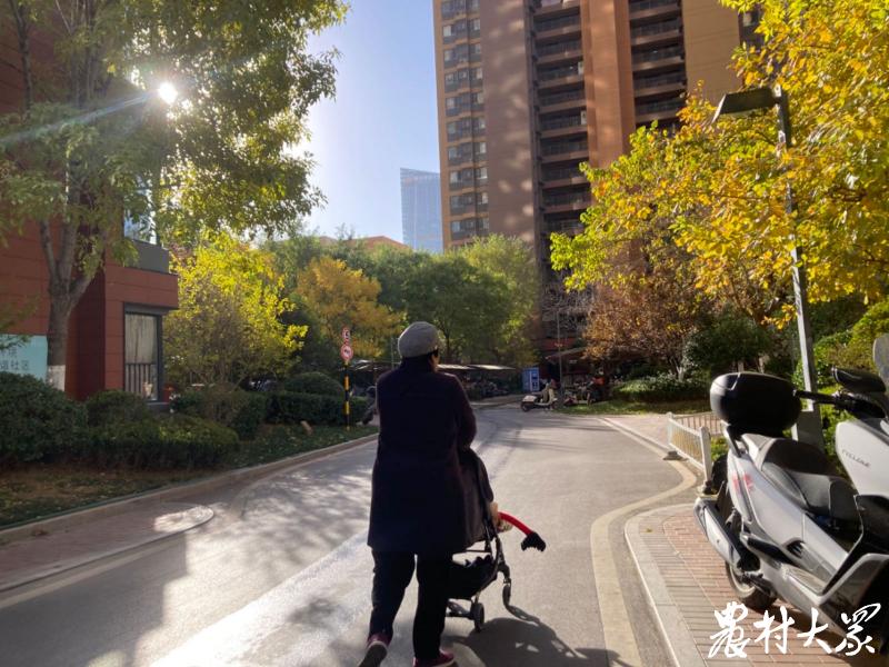 山东苗木供求信息,山东苗木前景