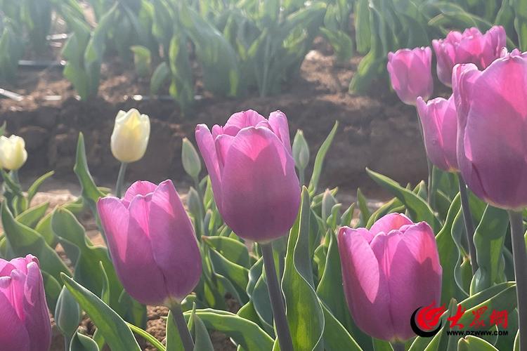 古岘郁金香花海离平度南村多远,平度古岘郁金香详细地址