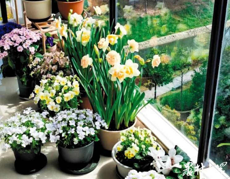 鑻楁湪琛屼笟褰㈠娍涓ュ郴,鑻楁湪琛屼笟璧板娍鍒嗘瀽