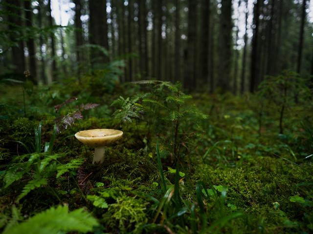 哈苏xcd90mmf3.2镜头评测,哈苏xcd变焦镜头推荐