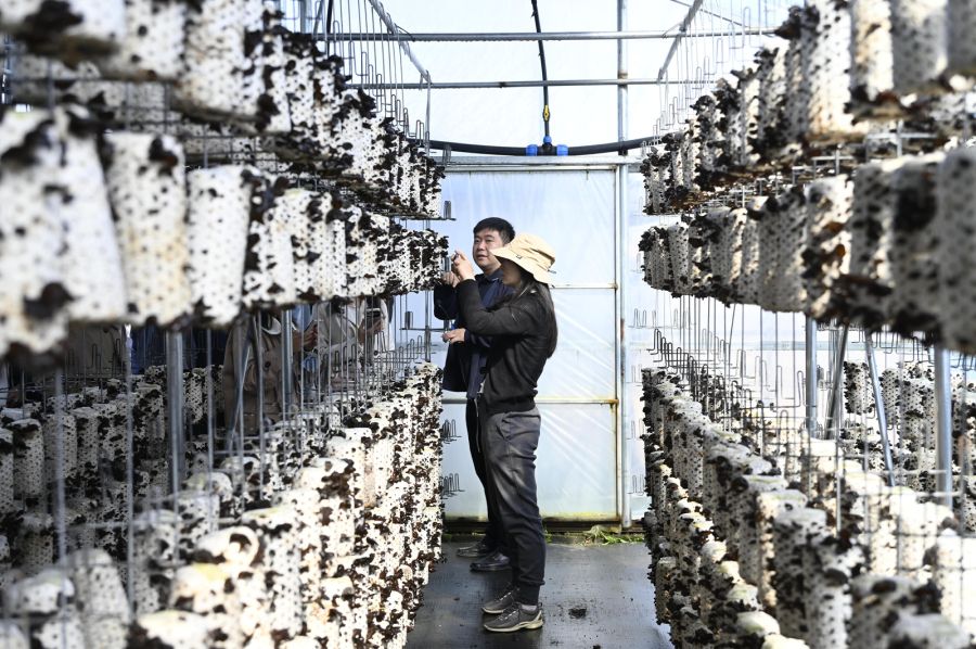 稻花香里说丰年丨汪清：小木耳撑起乡村振兴大产业