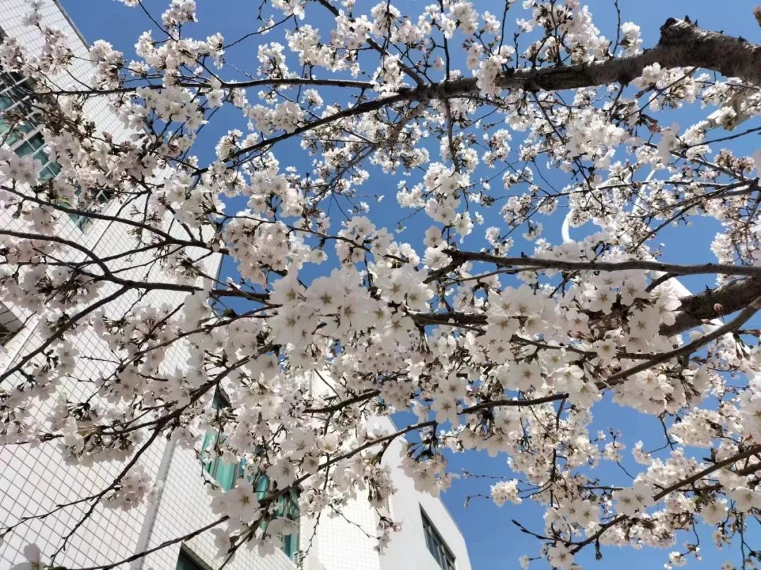 潍坊哪里的樱花最好,潍坊樱花大道在哪里