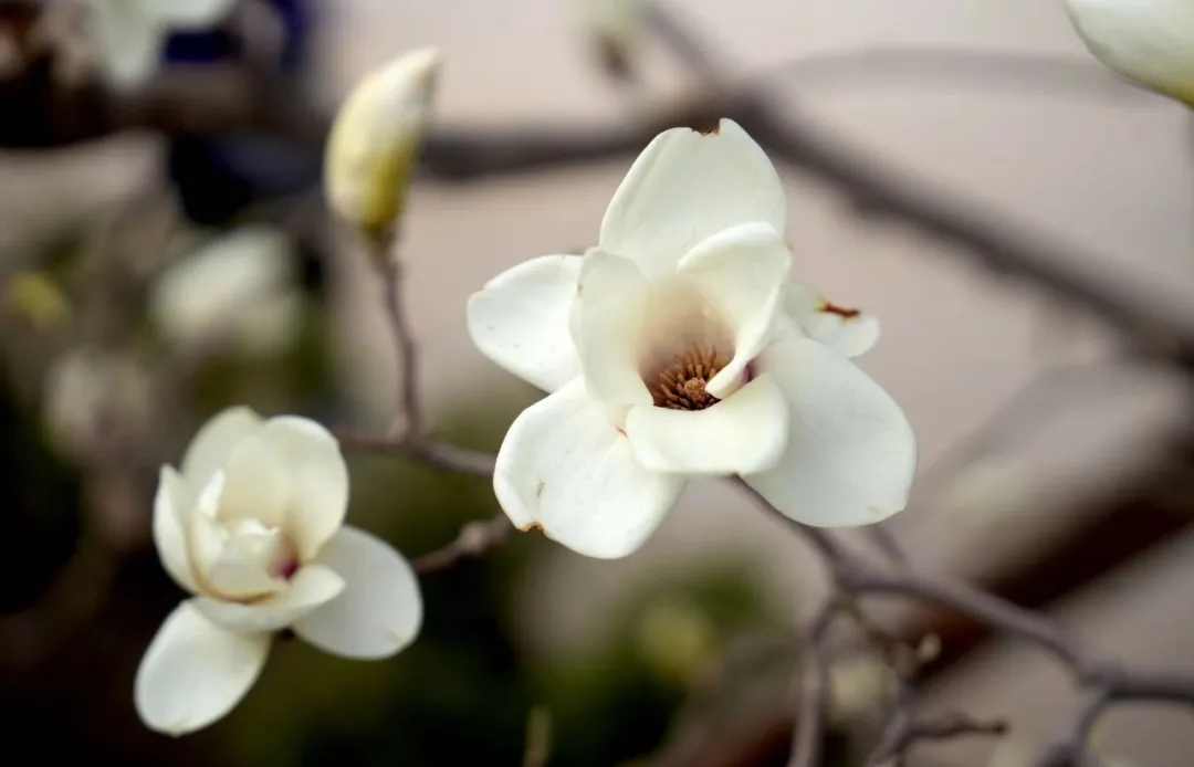 沈阳樱花拍照打卡,沈阳赏花打卡地