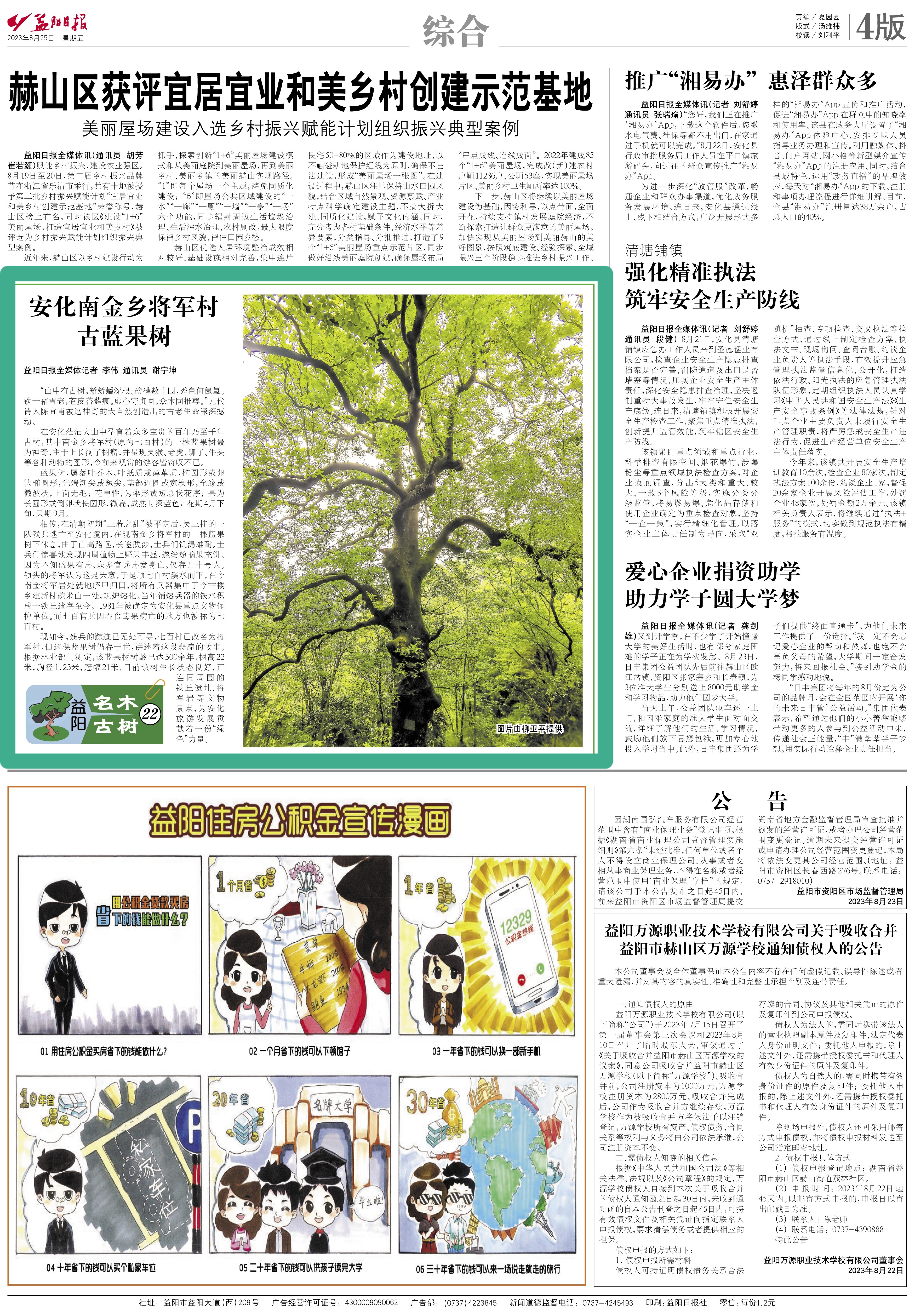 湖南安化椤木石楠古树,湖南安化千年红豆杉